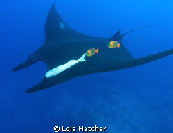 Manta with clarions.Taken at Socorro Islands the Clarion ... by Lois Hatcher 